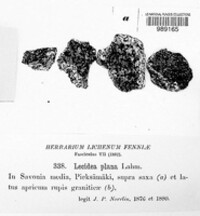 Lecidea plana image